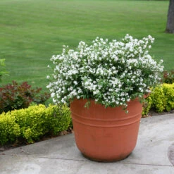 Yuki Snowflake® Deutzia -GREAT GARDEN PLANTS Deutzia Yuki Snowflake 3 P