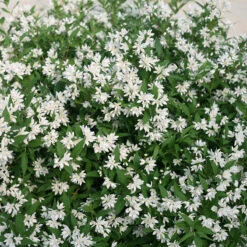 Yuki Snowflake® Deutzia -GREAT GARDEN PLANTS Deutzia Yuki Snowflake 4 P