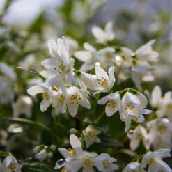 Yuki Snowflake® Deutzia -GREAT GARDEN PLANTS Deutzia Yuki Snowflake 5 P