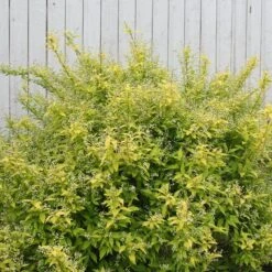 Chardonnay PearlsĀ® Deutzia