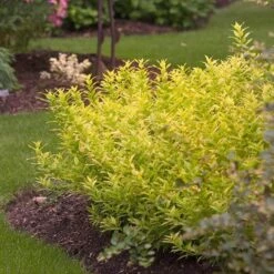 Chardonnay Pearls® Deutzia -GREAT GARDEN PLANTS Deutzia Chardonnay Pearls 3 P sw