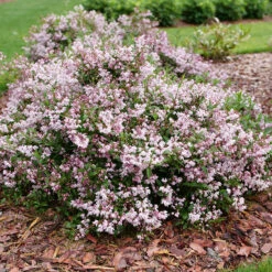 Yuki Kabuki™ Deutzia