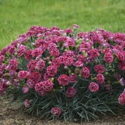 Fruit Punch® 'Cherry Vanilla' Dianthus -GREAT GARDEN PLANTS Dianthus Cherry Vanilla 2 P sw