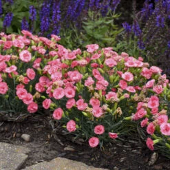 Fruit Punch® 'Classic Coral' Dianthus -GREAT GARDEN PLANTS Dianthus ClassicCoral PP30048CPBRAF0000lowres