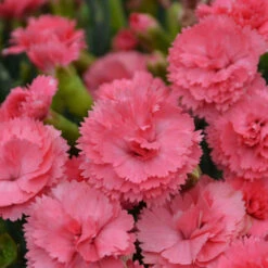 Fruit Punch® 'Classic Coral' Dianthus -GREAT GARDEN PLANTS Dianthus ClassicCoral PP30048CPBRAF0003lowres
