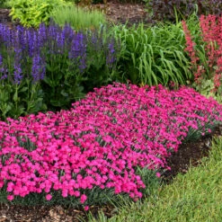 'Paint The Town Magenta' Dianthus -GREAT GARDEN PLANTS Dianthus Paint the Town Magenta 2 P