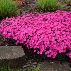 'Paint The Town Magenta' Dianthus -GREAT GARDEN PLANTS Dianthus Paint the Town Magenta 3 P