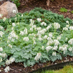 'White Diamonds' Fern-Leaved Bleeding Heart (Dicentra) -GREAT GARDEN PLANTS Dicentra White Diamonds 2