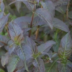 Kodiak® Black Diervilla -GREAT GARDEN PLANTS Diervilla Kodiak Black 3