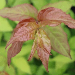 Kodiak Fresh™ Diervilla -GREAT GARDEN PLANTS DiervillaKodiakFreshIMG 1032 800x800 ee0f94e