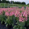 Arctic Fox™ Rose Foxglove