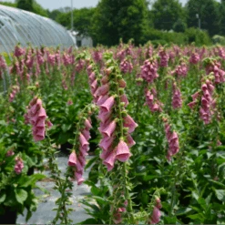 Merton Foxglove (Digitalis)