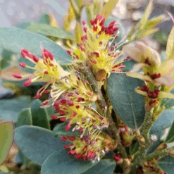 Buckhead™ Bold Distylium -GREAT GARDEN PLANTS DistyliumBuckheadBold20210330 093657 800x800 1691910