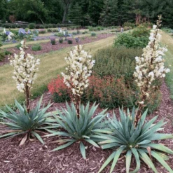'Dragon Slayer' Yucca -GREAT GARDEN PLANTS DragonSlayer Yucca 3