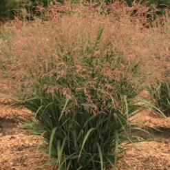 Dream Catcher® Smoky Rose® Switchgrass (Panicum)