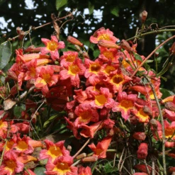 Dressed To Thrill™ Crossvine (Bignonia) -GREAT GARDEN PLANTS DressedToThrill Crossvine Bignonia 3