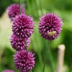 Drumstick Allium