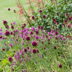Drumstick Allium -GREAT GARDEN PLANTS DrumsticksAllium 5