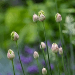 Drumstick Allium -GREAT GARDEN PLANTS DrumsticksAllium 6