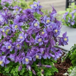 Earlybird™ Purple Blue Columbine (Aquilegia)
