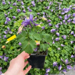 Earlybird™ Purple Blue Columbine (Aquilegia) -GREAT GARDEN PLANTS Earlybird Purple Blue Columbine Aquilegia 1