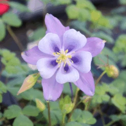 Earlybird™ Purple Blue Columbine (Aquilegia) -GREAT GARDEN PLANTS Earlybird Purple Blue Columbine Aquilegia 3705ba71 2c05 4e51 a60e d1e9307bb423