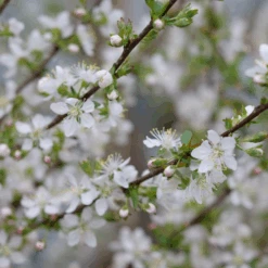 Easy As Pie™ Bush Cherry (Prunus) -GREAT GARDEN PLANTS EasyAsPie BushCherry Prunus 1
