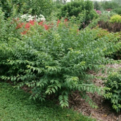 Easy As Pie™ Bush Cherry (Prunus) -GREAT GARDEN PLANTS EasyAsPie BushCherry Prunus 2