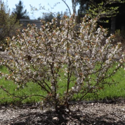 Easy As Pie™ Bush Cherry (Prunus) -GREAT GARDEN PLANTS EasyAsPie BushCherry Prunus 3