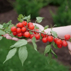 Easy As Pie™ Bush Cherry (Prunus) -GREAT GARDEN PLANTS EasyAsPie BushCherry Prunus 5