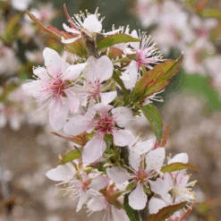 Easy As Pie™ Bush Cherry (Prunus) -GREAT GARDEN PLANTS EasyAsPie BushCherry Prunus 6