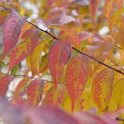 Easy As Pie™ Bush Cherry (Prunus) -GREAT GARDEN PLANTS EasyAsPie BushCherry Prunus 7