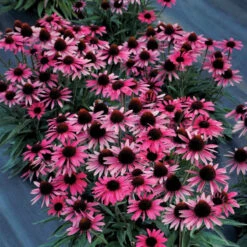 Dark Shadows™ 'Wicked' Coneflower -GREAT GARDEN PLANTS Echinacea Dark Shadows Wicked 4