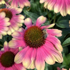 Kismet® 'Pink Lemonade' Coneflower -GREAT GARDEN PLANTS Echinacea Kismet Pink Lemonade 3