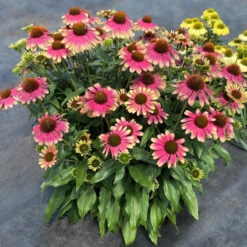 Kismet® 'Pink Lemonade' Coneflower -GREAT GARDEN PLANTS Echinacea Kismet Pink Lemonade 4