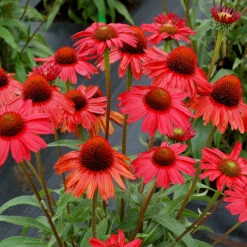 Kismet® Red Coneflower 5 Kismet® Red Coneflower -GREAT GARDEN PLANTS Echinacea Kismet Red 1 P