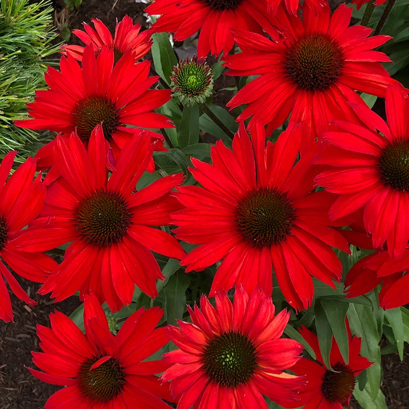 Kismet® Red Coneflower 1 Kismet® Red Coneflower