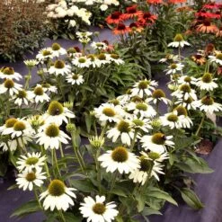 Kismet® White Coneflower -GREAT GARDEN PLANTS Echinacea Kismet White 2