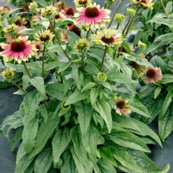 'Sweet Sandia' Coneflower -GREAT GARDEN PLANTS Echinacea Sweet Sandia 4