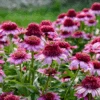 Double Coded® 'Everything's Rosy' Coneflower (Echinacea)