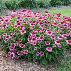 Double Coded® 'Everything's Rosy' Coneflower (Echinacea) -GREAT GARDEN PLANTS Echinacea Everything s Rosy 2
