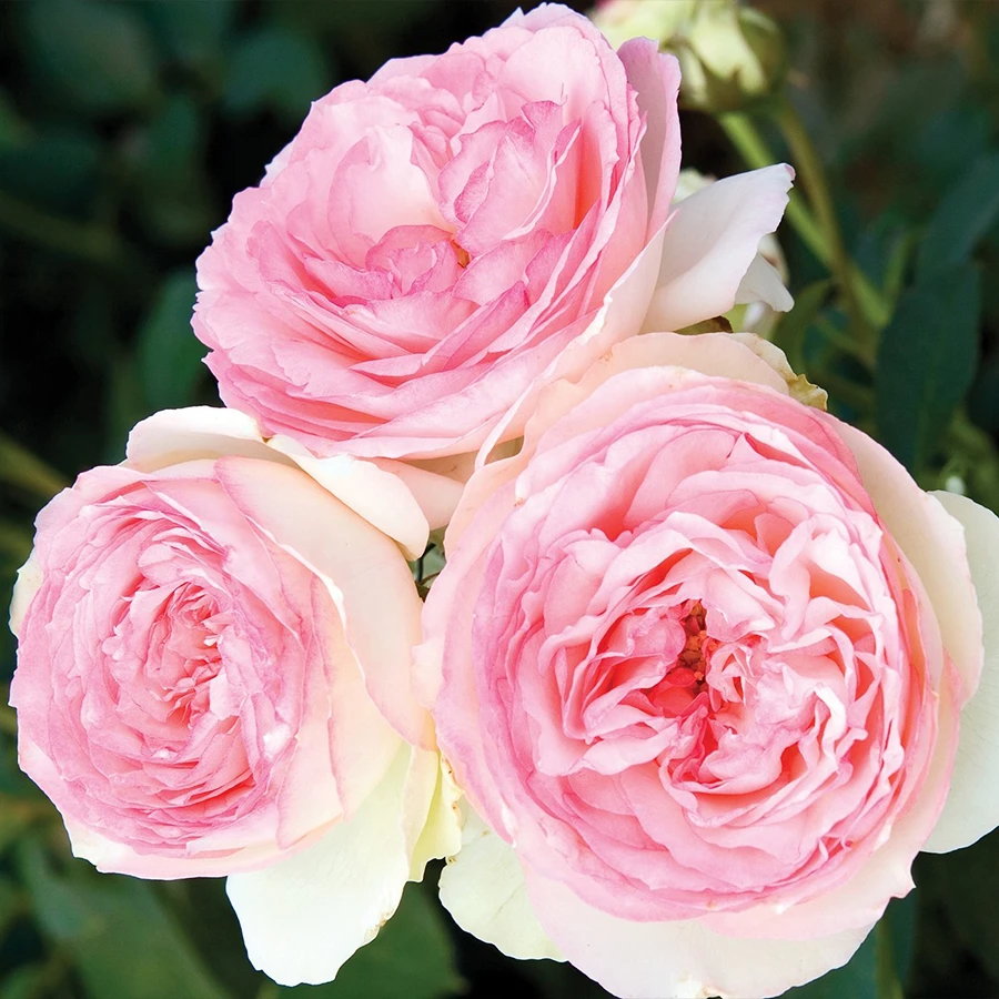 Eden Climber® Rose 2 Eden Climber® Rose - Image 2