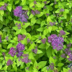 Double Play® Dolly™ Spirea -GREAT GARDEN PLANTS Electriclimefoliageiscontrastedbyfluffyroyal