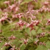 'Hugs And Kisses' Barrenwort (Epimedium)