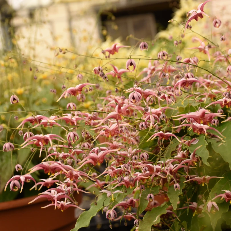 'Hugs And Kisses' Barrenwort (Epimedium) 2 'Hugs And Kisses' Barrenwort (Epimedium) - Image 2