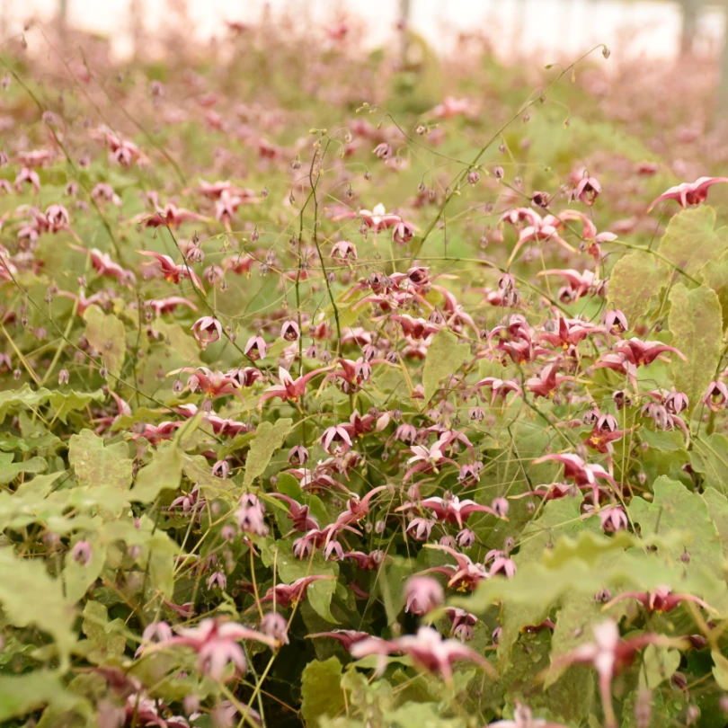 'Hugs And Kisses' Barrenwort (Epimedium) 3 'Hugs And Kisses' Barrenwort (Epimedium) - Image 3