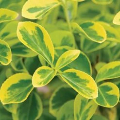 Gold Splash® Wintercreeper -GREAT GARDEN PLANTS Euonymus Gold Splash 3 sw