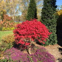 Unforgettable Fire® Burning Bush -GREAT GARDEN PLANTS Euonymus Unforgettable Fire 5 P