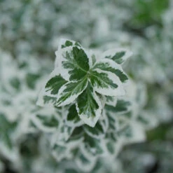 White Album® Wintercreeper -GREAT GARDEN PLANTS Euonymus White Album 3