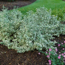 White Album® Wintercreeper -GREAT GARDEN PLANTS Euonymus White Album 5